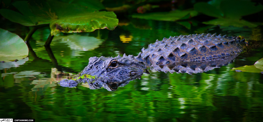 Florida Alligator in Green Canal Shark Valley Everglades Park
